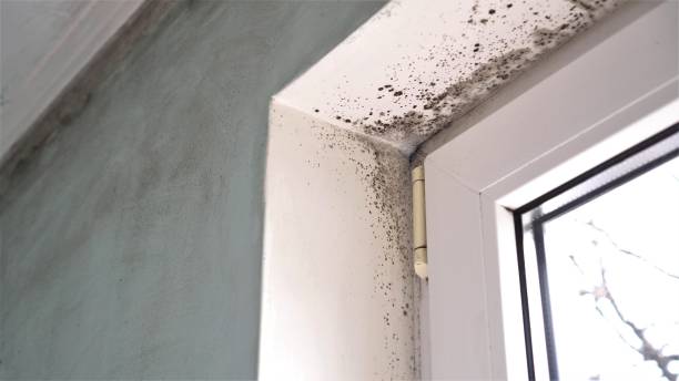 Best Crawl Space Mold Removal  in Garden City, SC