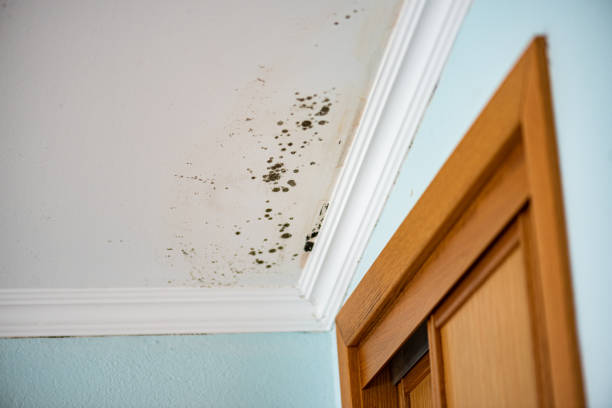 Best Certified Mold Removal  in Garden City, SC