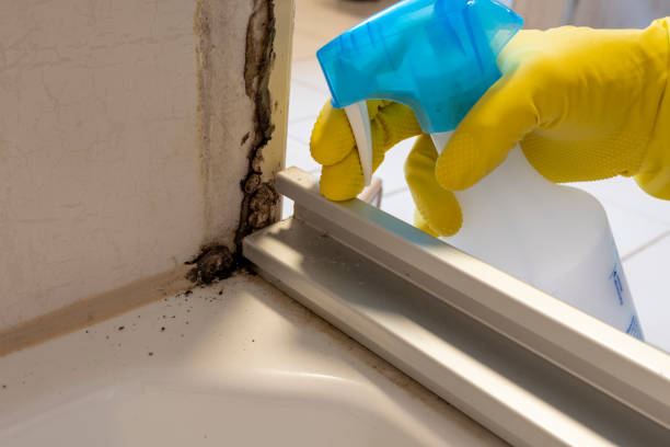 Best Toxic Mold Removal  in Garden City, SC