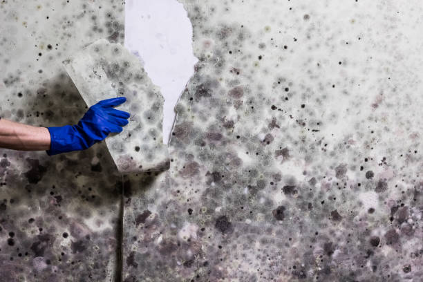 Certified Mold Removal in Garden City, SC