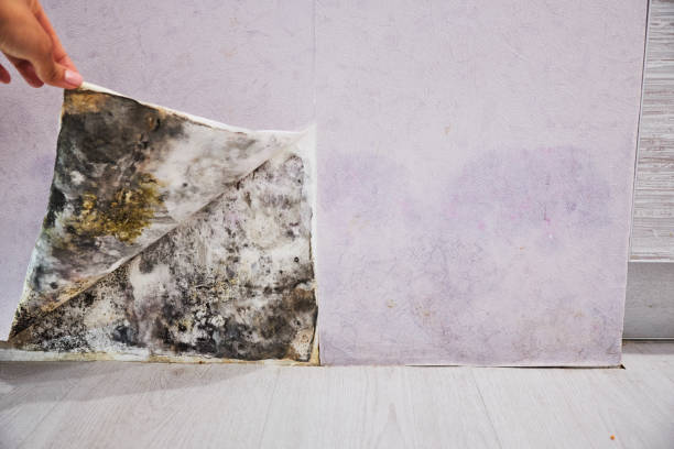 Best Mold Removal Company Near Me  in Garden City, SC